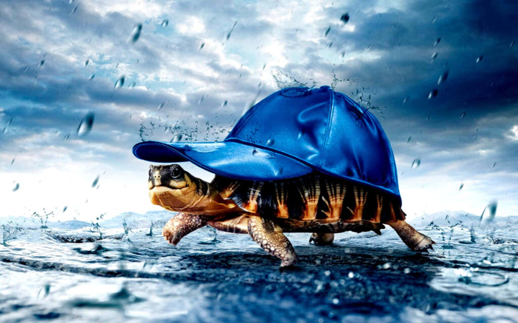 Whimsical Turtle Wallpaper: Rainy Day Fun with Blue Hat