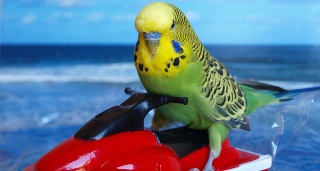 Whimsical Bird on Jet Ski Wallpaper: Vibrant Ocean Scene