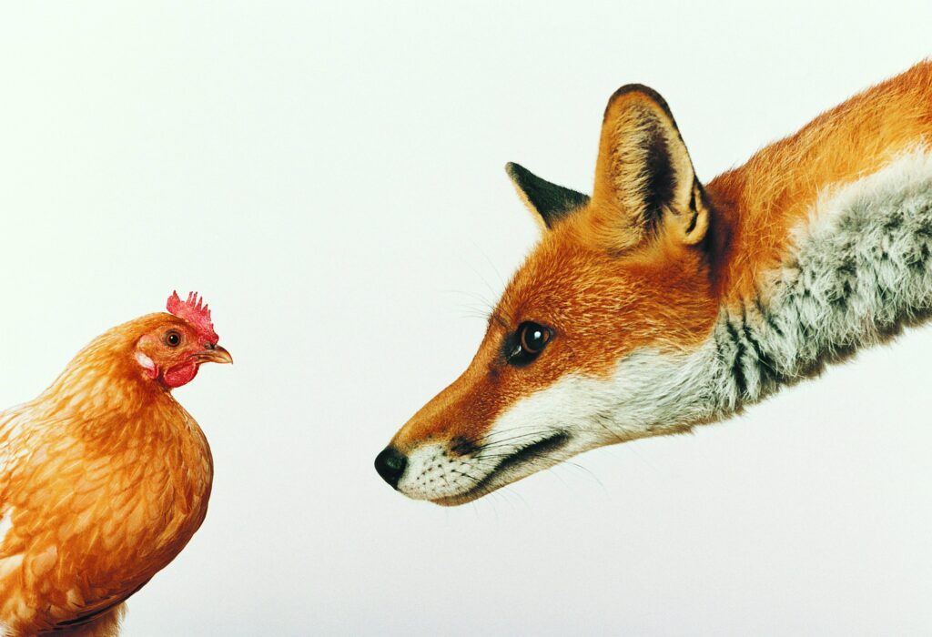 Curious Fox and Timid Chicken Interaction - Whimsical Wallpaper