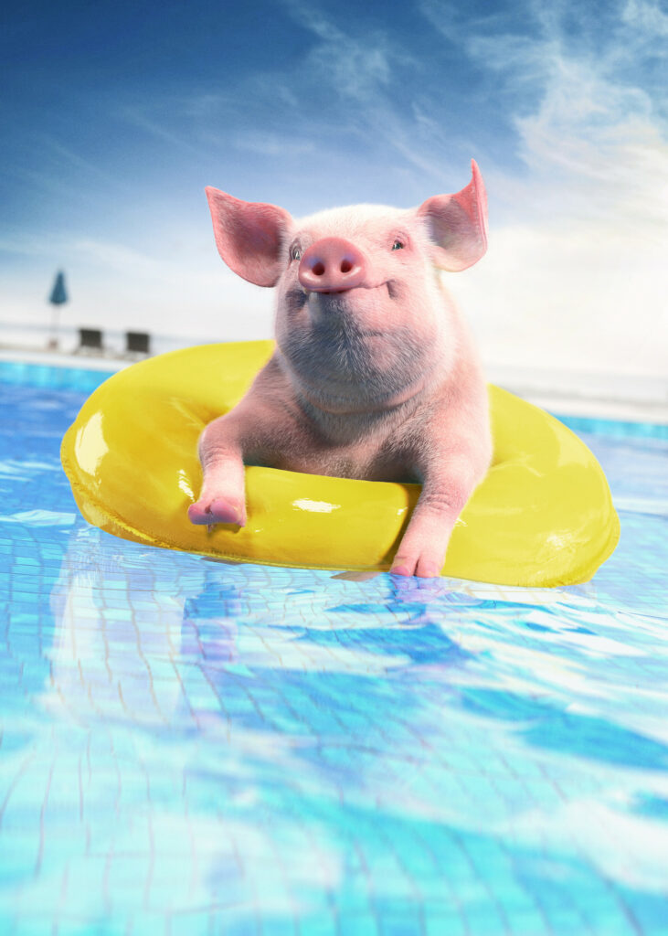 Whimsical Cute Pig in Yellow Pool Ring Wallpaper - Fun Background