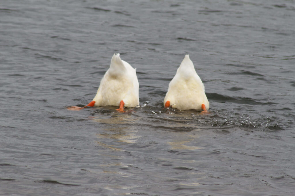 Whimsical Duck Wallpaper: Two Ducks Diving in Unison Background
