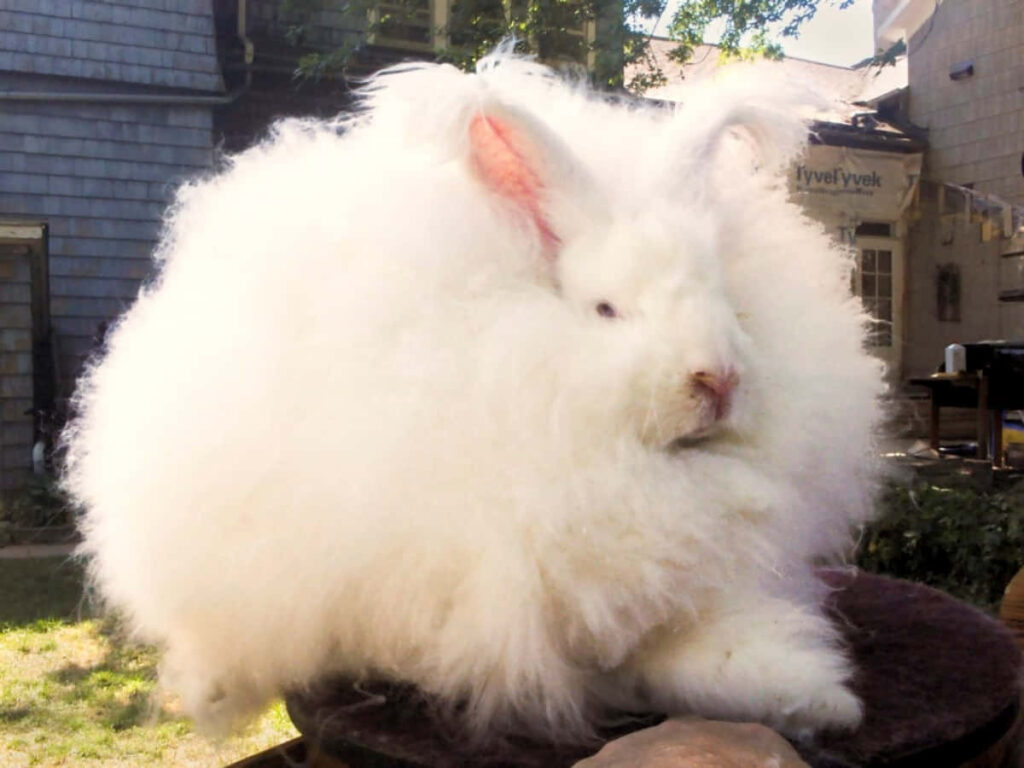 Whimsical Angora Bunny Wallpaper - Fluffy Cloud-Like Charm