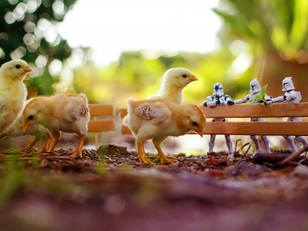 Whimsical Wallpaper: Fluffy Chicks vs. Tiny Stormtroopers Adventure