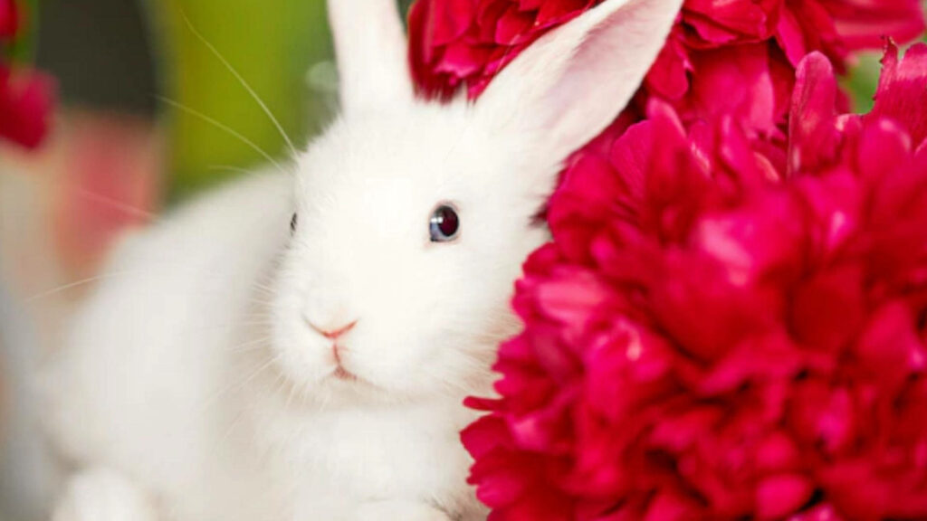Enchanting White Rabbit Finds Serenity Amidst Vibrant Red Blooms Wallpaper
