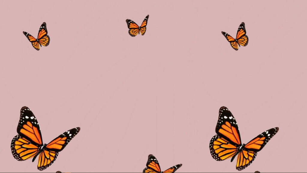 Whimsical Wings: Captivating HD Wallpaper of a Darling Butterfly