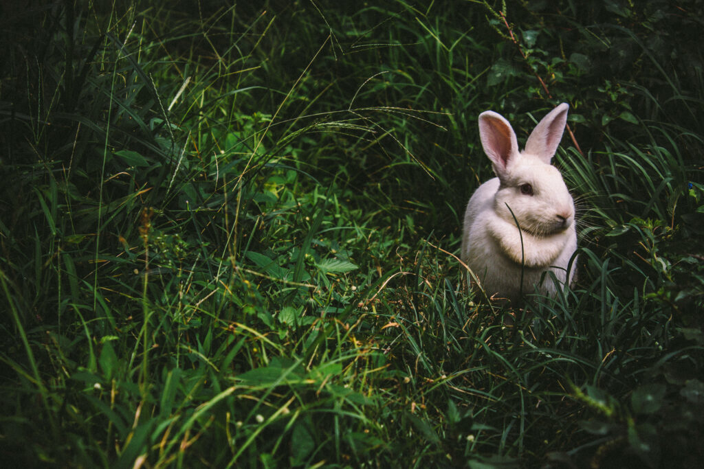 Enchanting Elegance: White Rabbit's Delightful Charms Amidst Lush Greenery Wallpaper