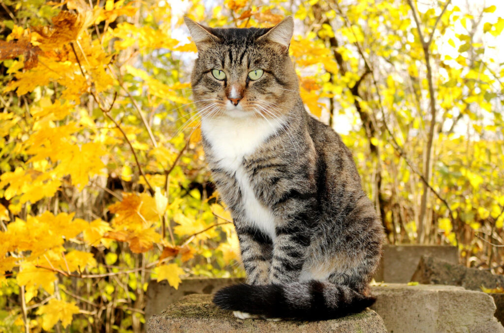 Maple Bliss: A Captivating Autumn Desktop Background with a Graceful Grey Feline Wallpaper