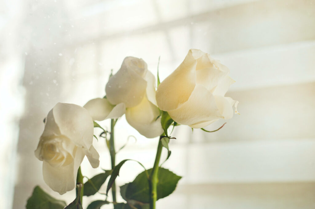 Minimalist Elegance: An Ethereal Shot of Three White Roses in HD Wallpaper