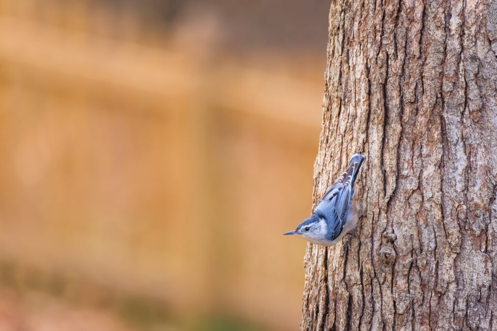 White-Breasted Nuthatch on Tree Bark - Serene Nature Wallpaper