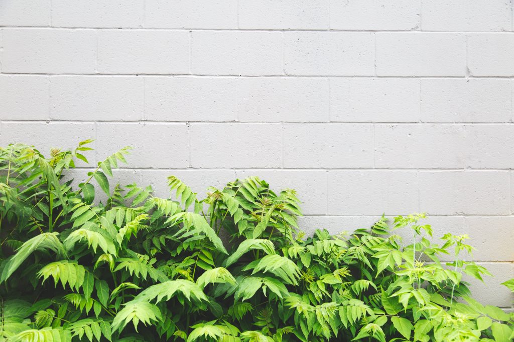 White brick wall with vibrant green foliage wallpaper for fresh minimalist desktop background