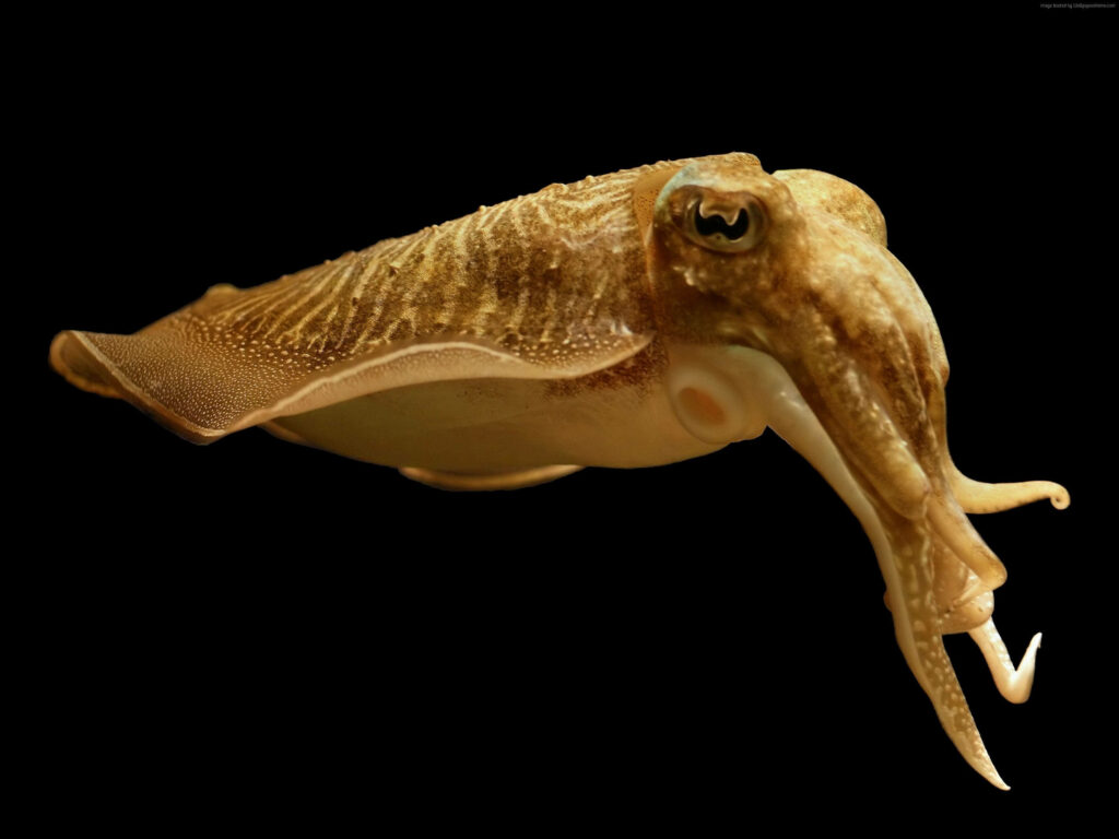 Stunning White & Brown Squid Wallpaper on Black Background