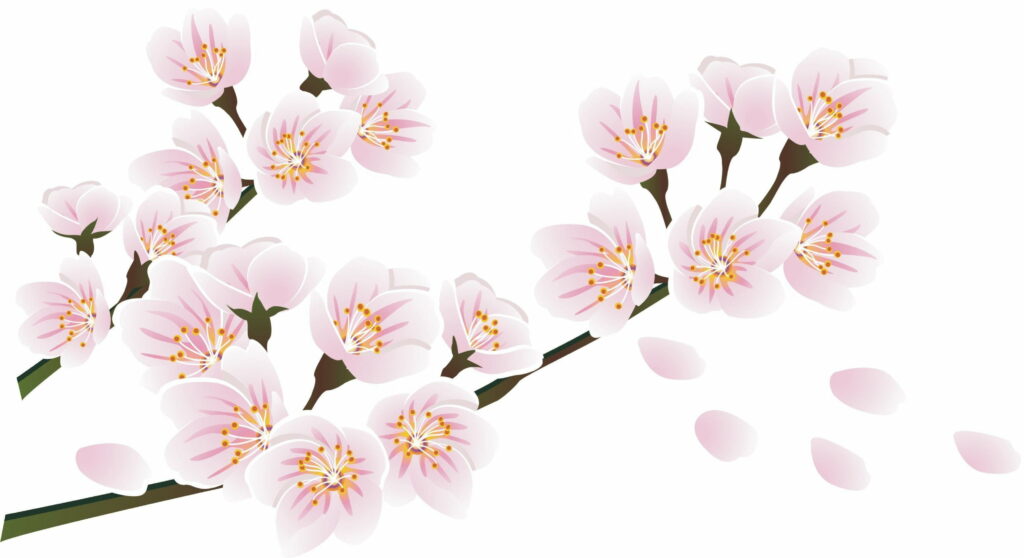 Blooming Beauty: A Serene White Cherry Blossom Drawing Captured in HD Wallpaper