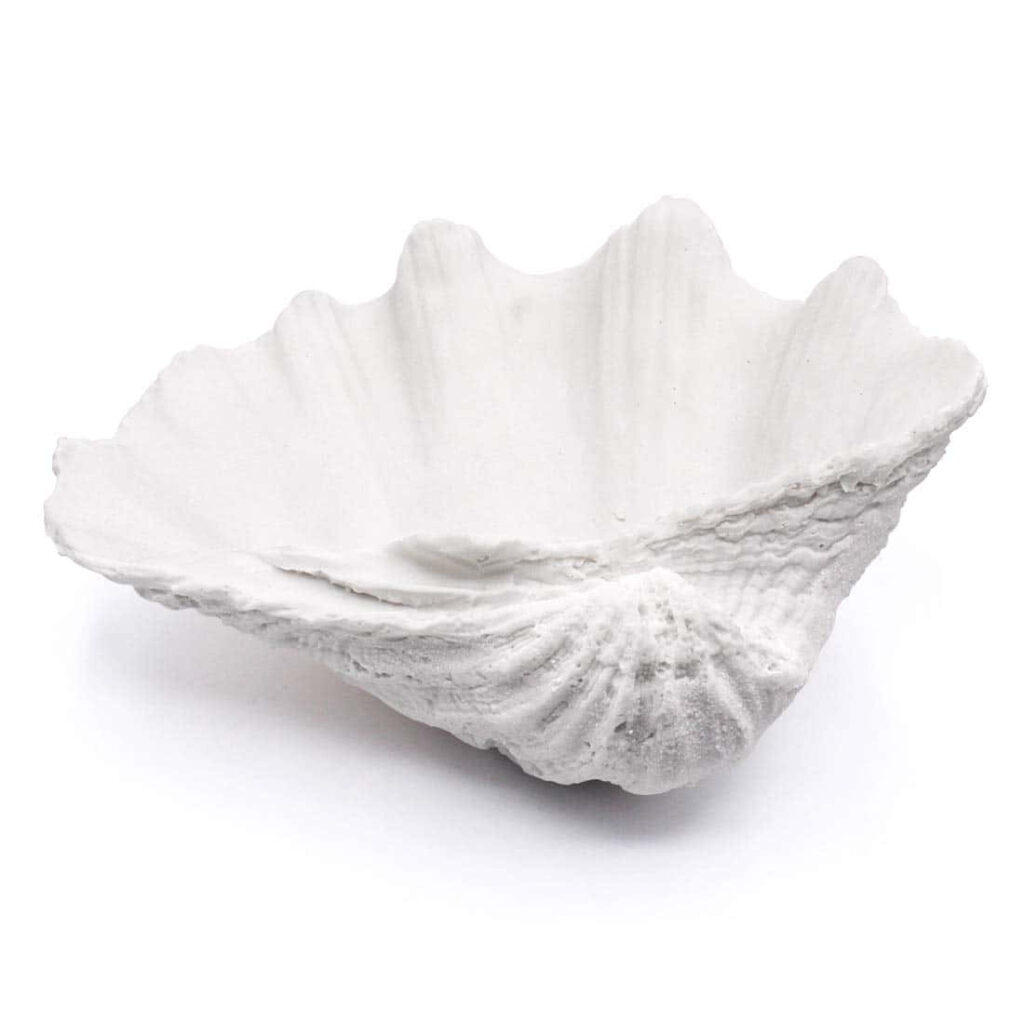 Detailed white clam shell wallpaper with natural textures ideal for coastal nautical interiors