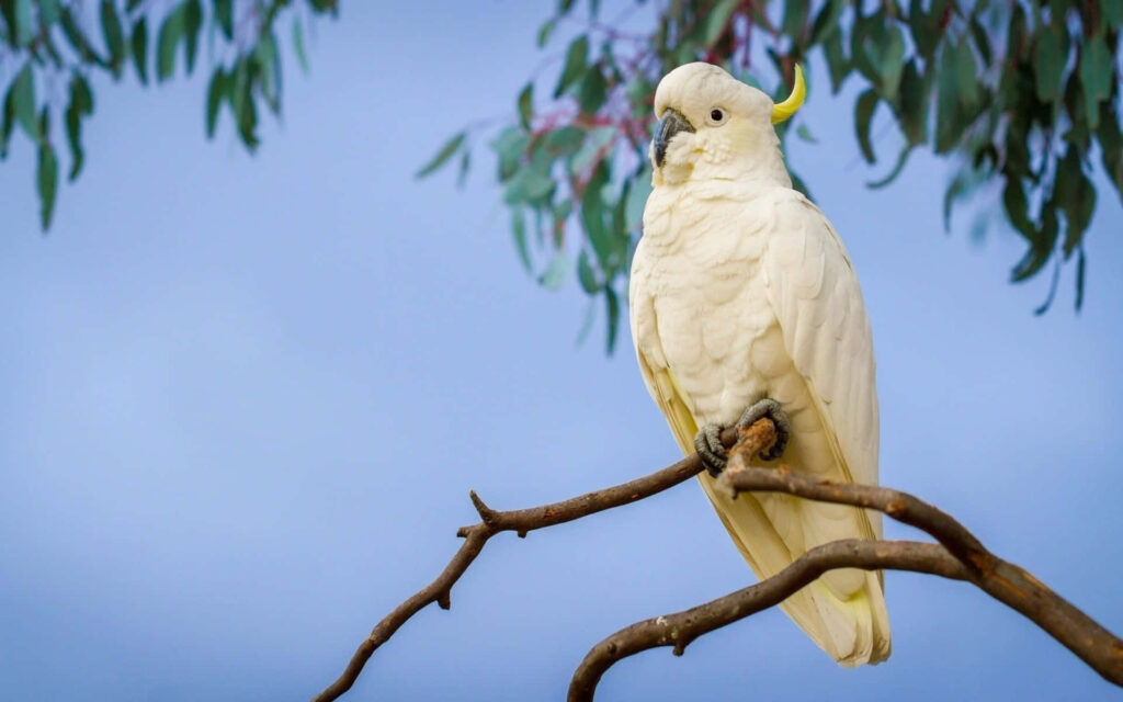 White cockatoo with yellow crest perched on branch against soft blue sky nature wallpaper background
