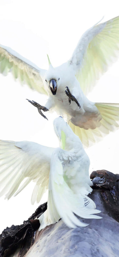 Two white cockatoos mid-flight with yellow crests on bright airy nature-inspired wallpaper background