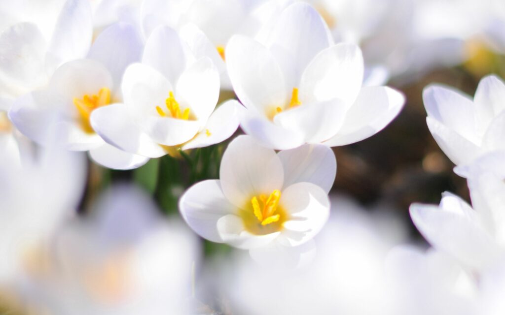 Vibrant White Crocuses Blooming - Spring Background 2560x1600 Wallpaper