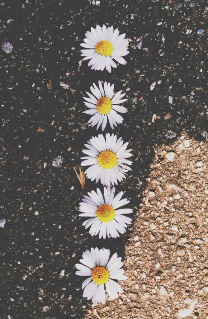 White Daisies on Textured Background: Stunning Floral Wallpaper