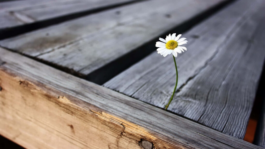 White Daisy Breaks Through Wooden Boards: Rustic Contrast Art Wallpaper