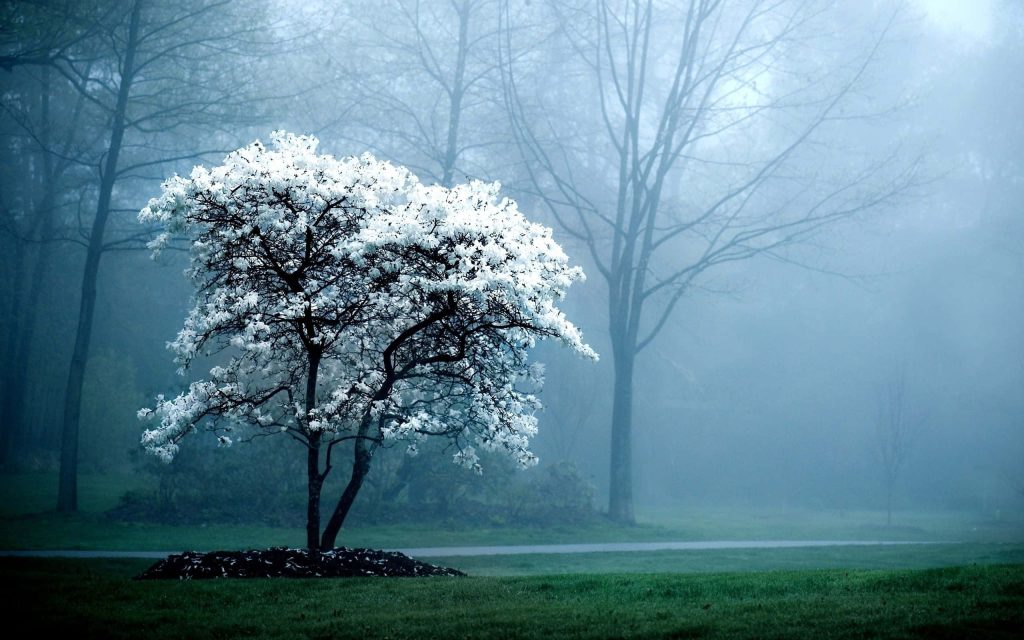 White-flowering tree in misty blue forest serene minimalist nature desktop wallpaper background