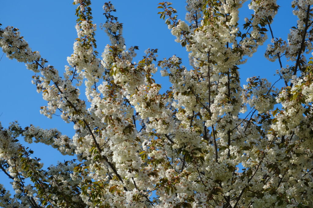 White flowers blooming on tree branches against a clear blue spring sky wallpaper background