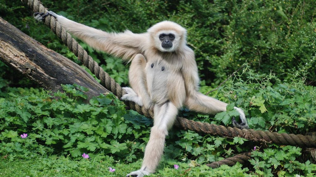 White gibbon resting on rope amidst green foliage and purple flowers serene wildlife scene Wallpaper