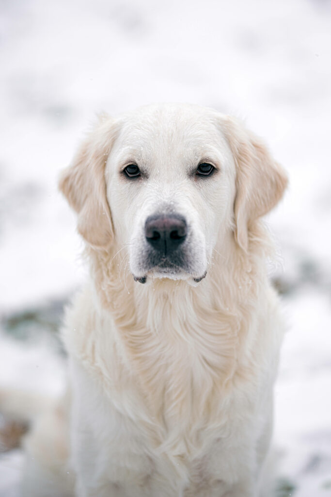 Elegant Golden Retriever Wallpaper in Serene Snowy Background