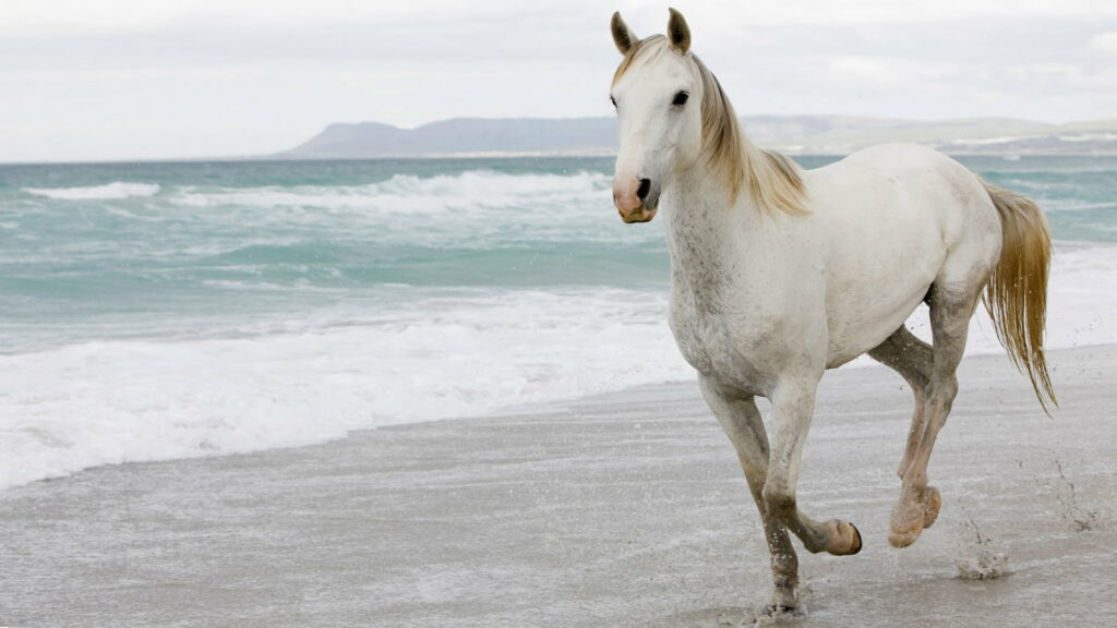 Unbridled Wonder: Majestic White Stallion Galloping Freely Along Seaside Wallpaper