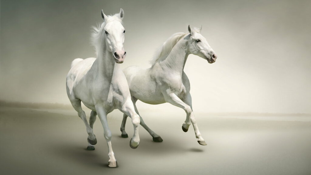 Majestic White Stallions Galloping Against a Dramatic Gray Canvas Wallpaper