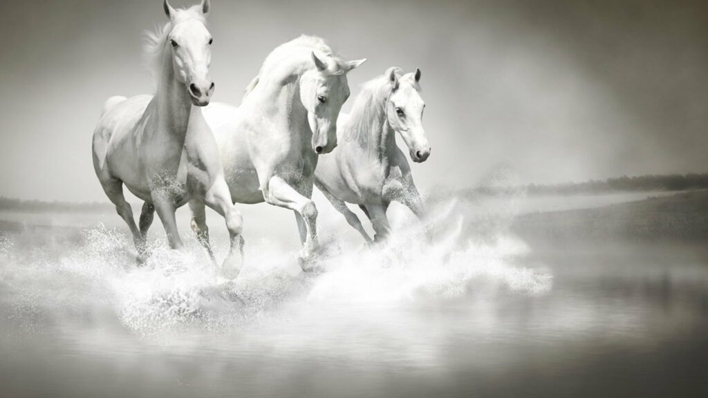 The Majestic Elegance of Galloping White Stallions on Mirrored Waters - Enchanting HD Wallpaper