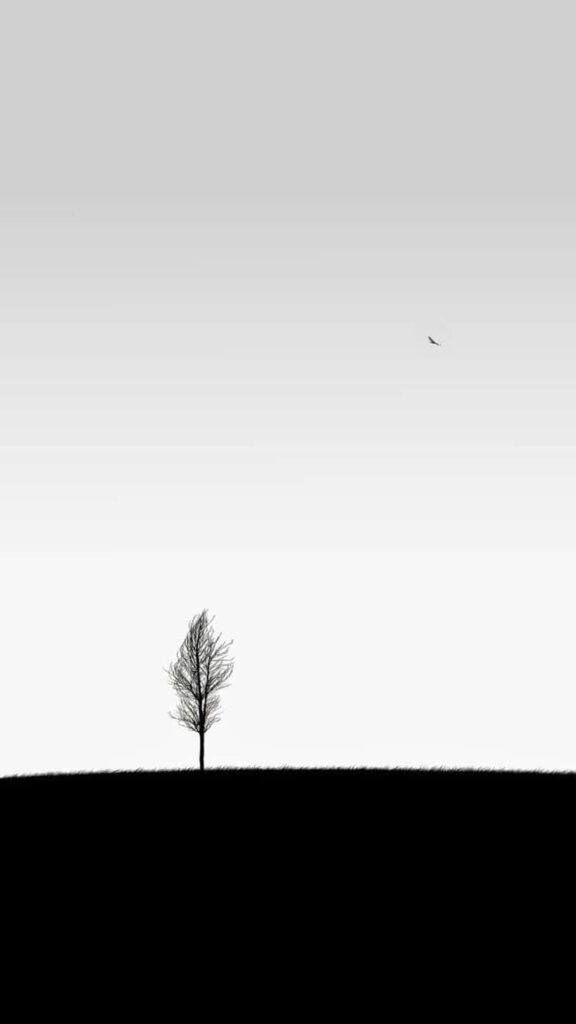 Serene White Minimalist Tree Wallpaper for iPhone Background