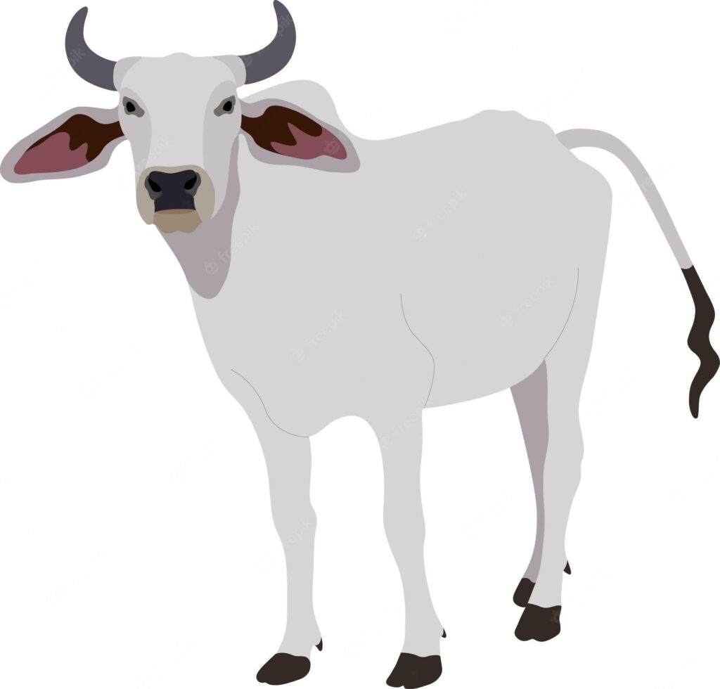 White Nelore Zebu Cattle Clipart Wallpaper: Distinct Features Showcase