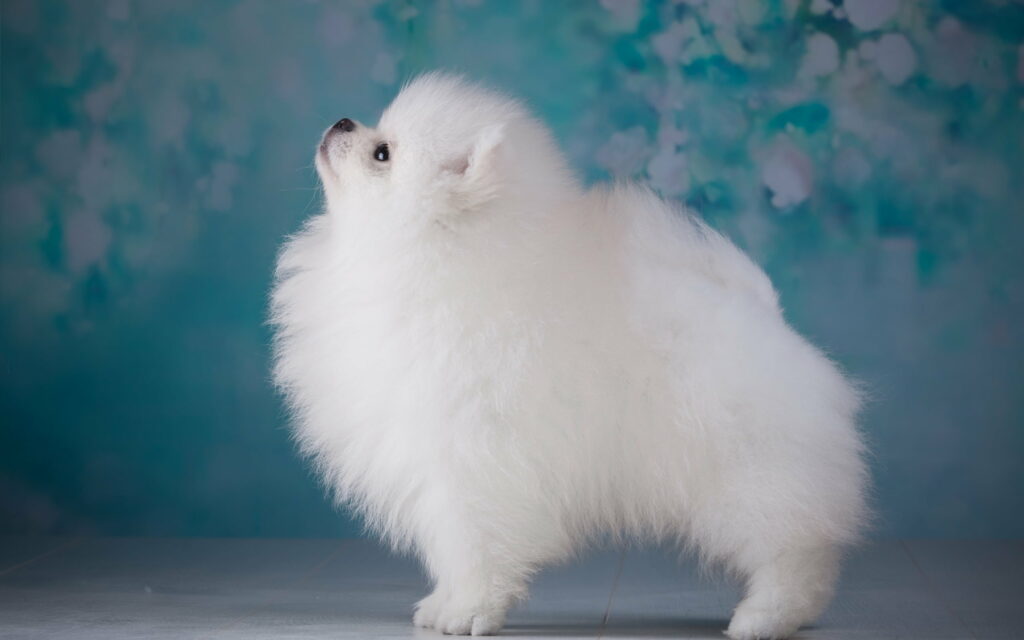 Fluffy Charm: A White Pomeranian Puppy, The Decorative Beauty Among Small Cute Dogs - QHD Wallpaper Background