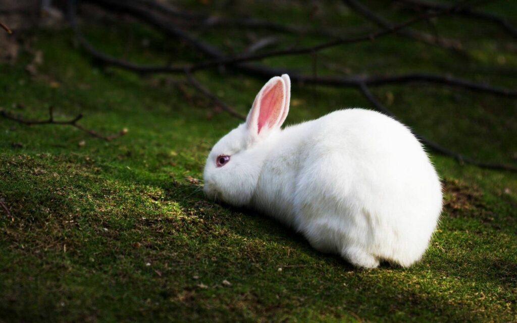 Serene White Rabbit on Lush Green Grass - Tranquil Nature Background Wallpaper