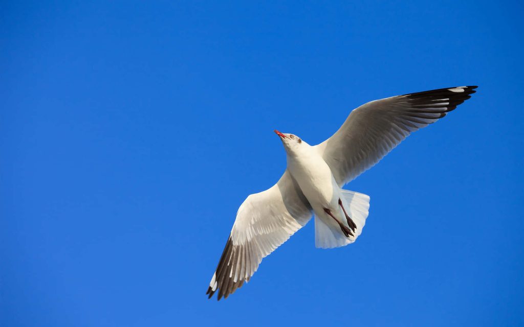 White seagull soaring in vivid blue sky with spread wings minimalist nature wallpaper background