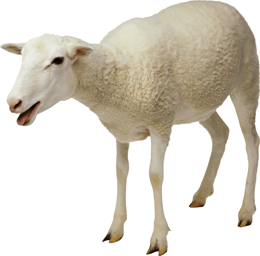 White Sheep Wallpaper: Detailed Wool Texture on Transparent Background