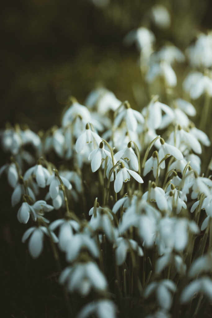 Spring's Delicate Blanket: Captivating Snowdrops Harmonize in Stunning White Wallpaper