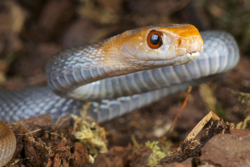 Close-Up of a White Taipan Snake: Intricate Scales & Natural Background Wallpaper
