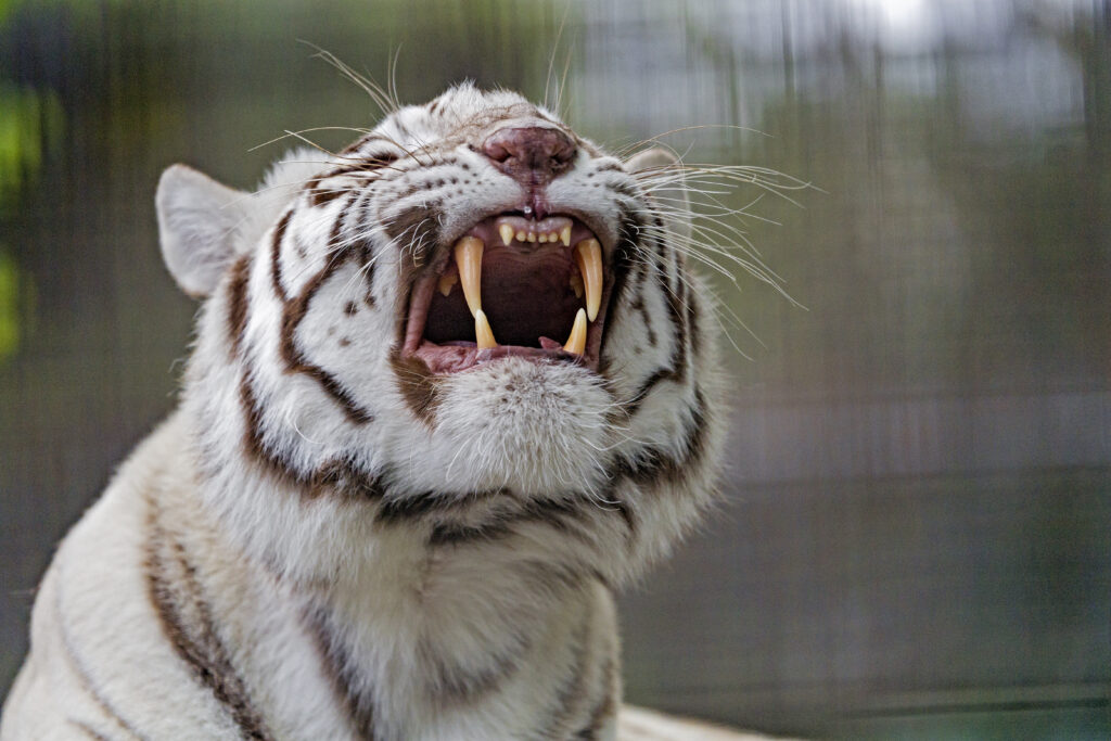Majestic White Tiger Wallpaper: Fierce Albino Predator Background