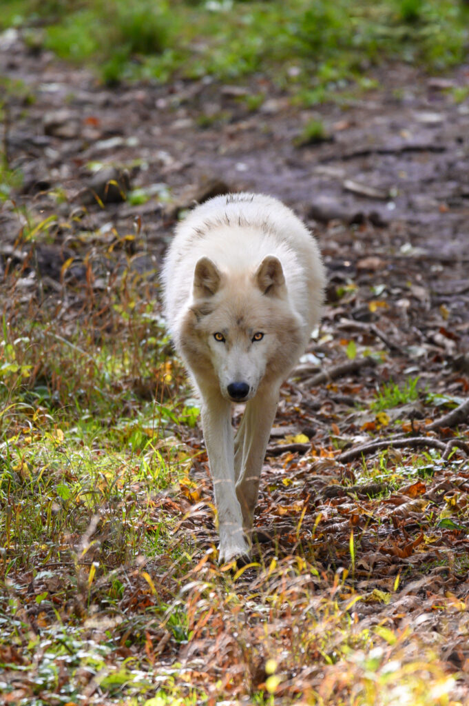 Majestic White Wolf Wallpaper: Fierce Predator in Grassy Terrain