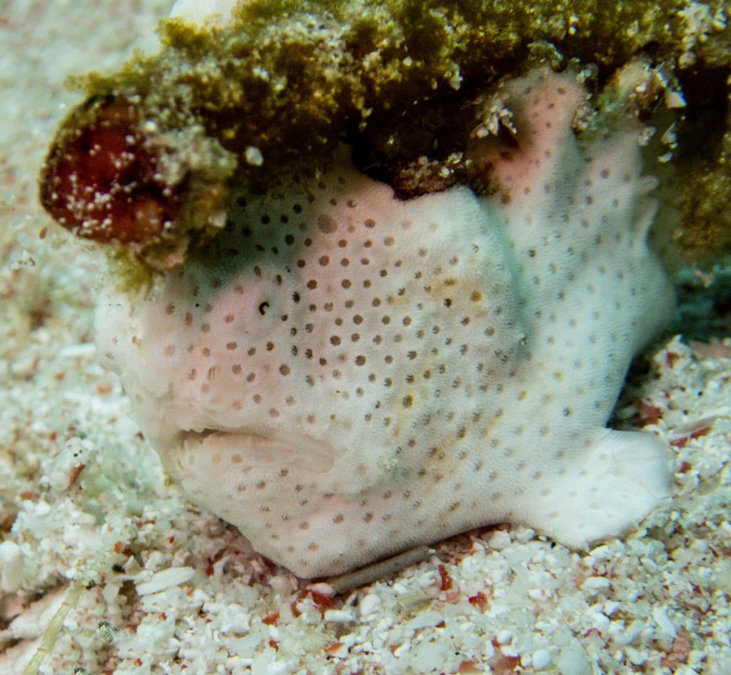 Macro image of white-spotted frogfish camouflaged on sandy seabed beneath algae-covered rock Wallpaper