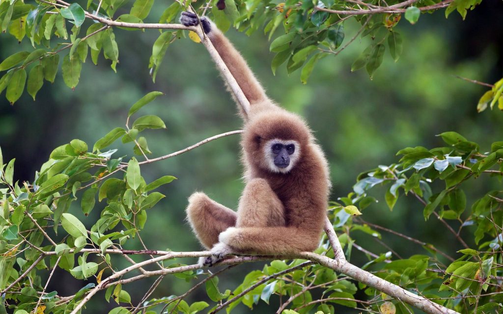 White-handed Gibbon resting on branch with calm gaze lush forest background high-resolution wallpaper