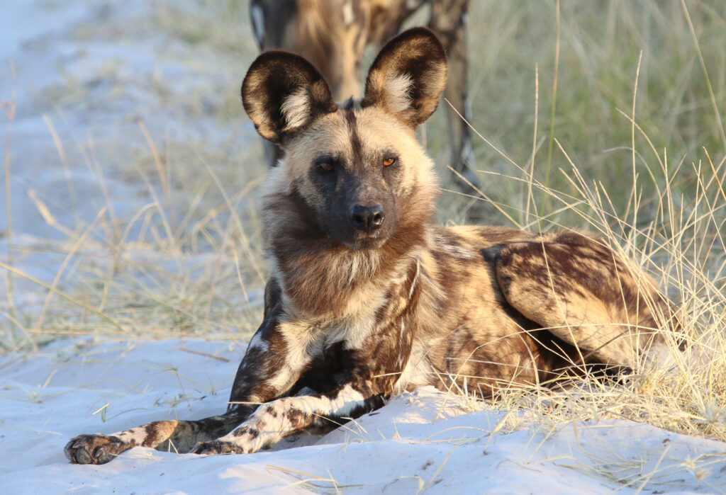 Wild African Painted Dog Wallpaper: Nature’s Striking Beauty