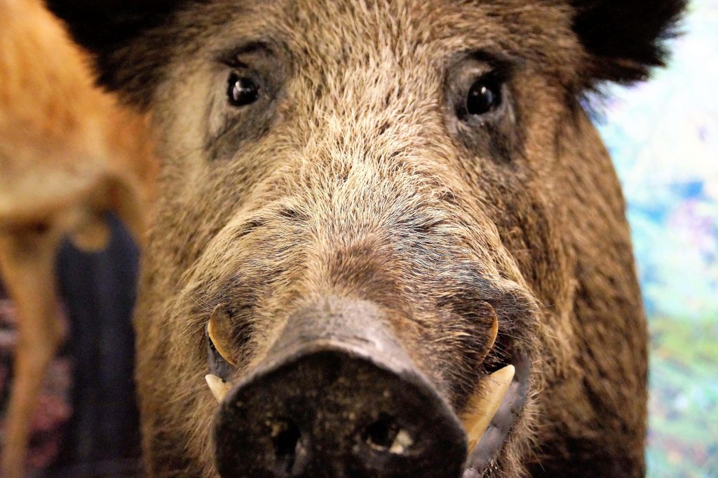Extreme close up of wild boar with sharp fur dark eyes and prominent tusks wildlife wallpaper background