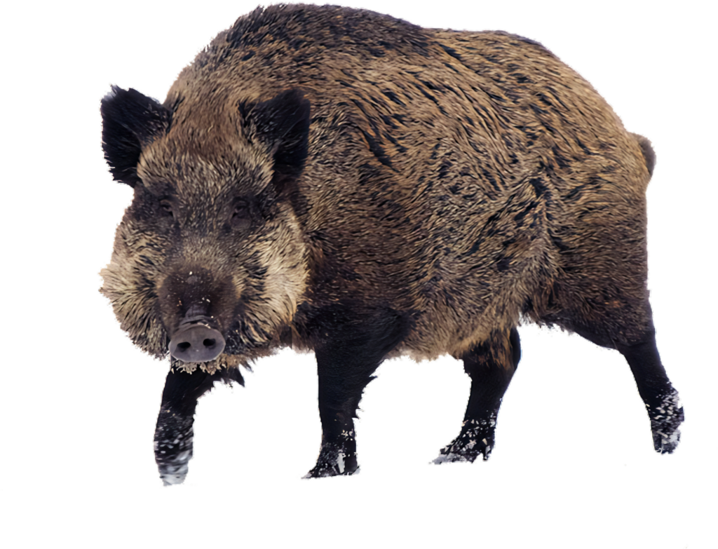Wild Boar Image with Detailed Fur Texture on Transparent Background Wallpaper