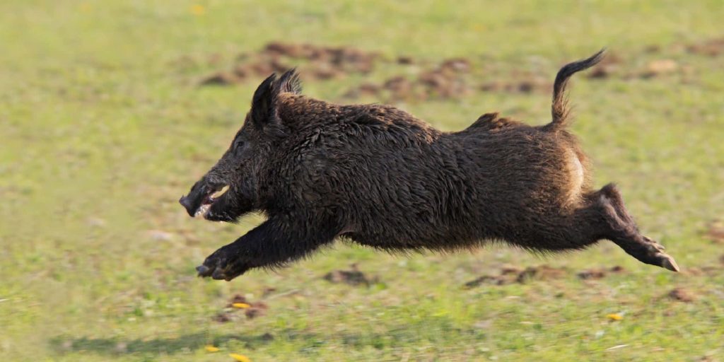 Dark wild boar leaping across bright grassy field dynamic wildlife wallpaper background