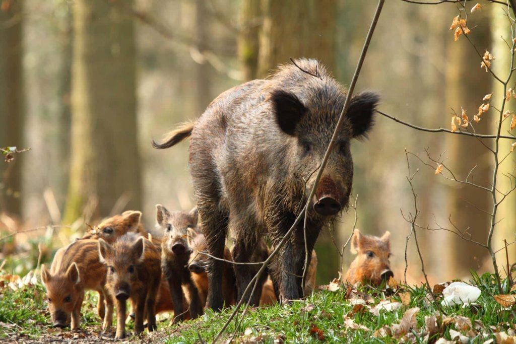 Mother wild boar leading striped piglets through sunlit forest nature wallpaper background