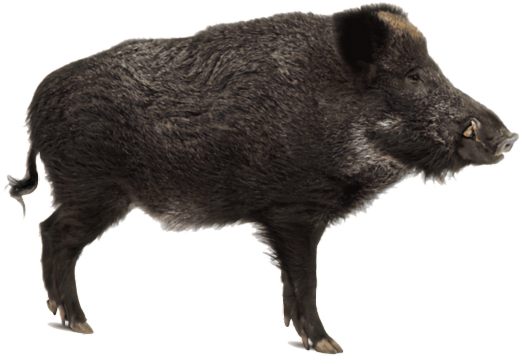 Wild Boar Wallpaper: Textured Profile Image on Transparent Background