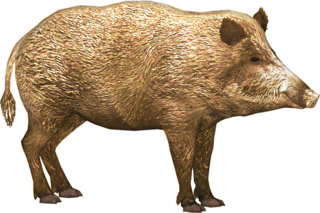 Stunning Gold-Toned Wild Boar Wallpaper on Transparent Background
