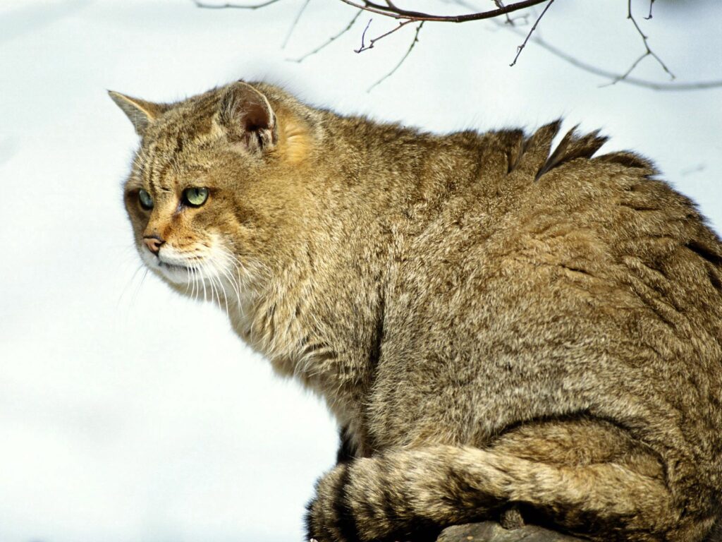 Wild Cat Wallpaper: Majestic Feline on Snowy Background