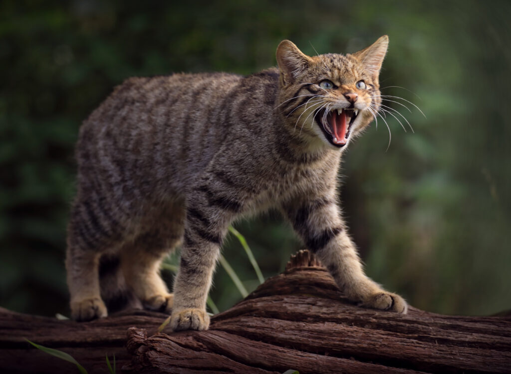 Wild Cat Wallpaper: Fierce Feline on Log in Lush Green Background